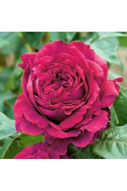 Карминно-красные цветы розы 4-х Ветров